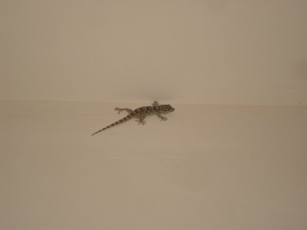 Gecko in the Kitchen