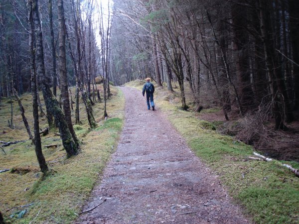 Walking in ancient Caledonian forest