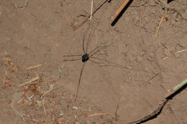 Spider at Multnomah