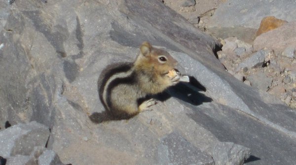 A little critter at Crater Lake