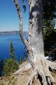 Tree at Crater Lake