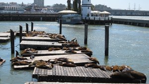 Its a lazy life for the sea lions on Pier 39