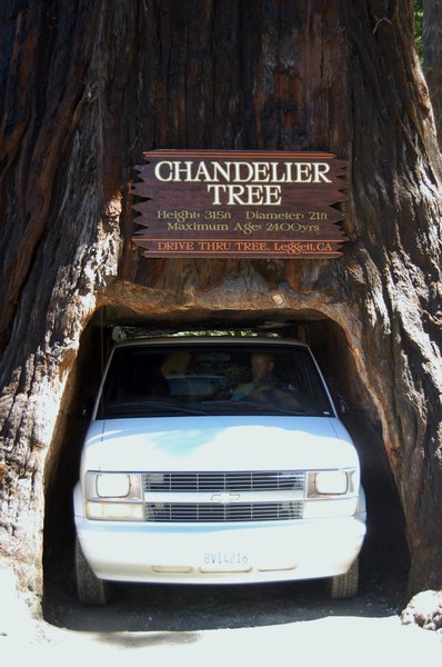 Driving through Chandelier Tree, Leggett, California 