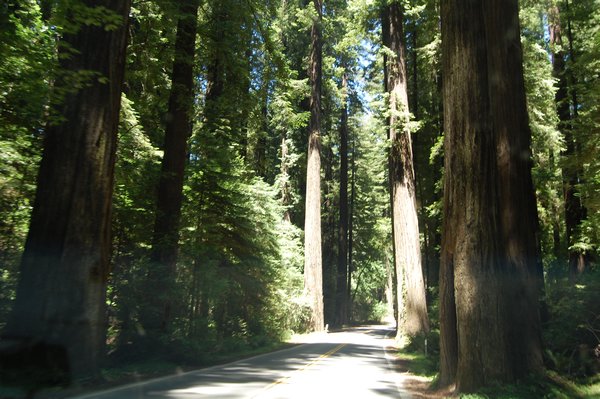 Valley of the Giants, Northern California