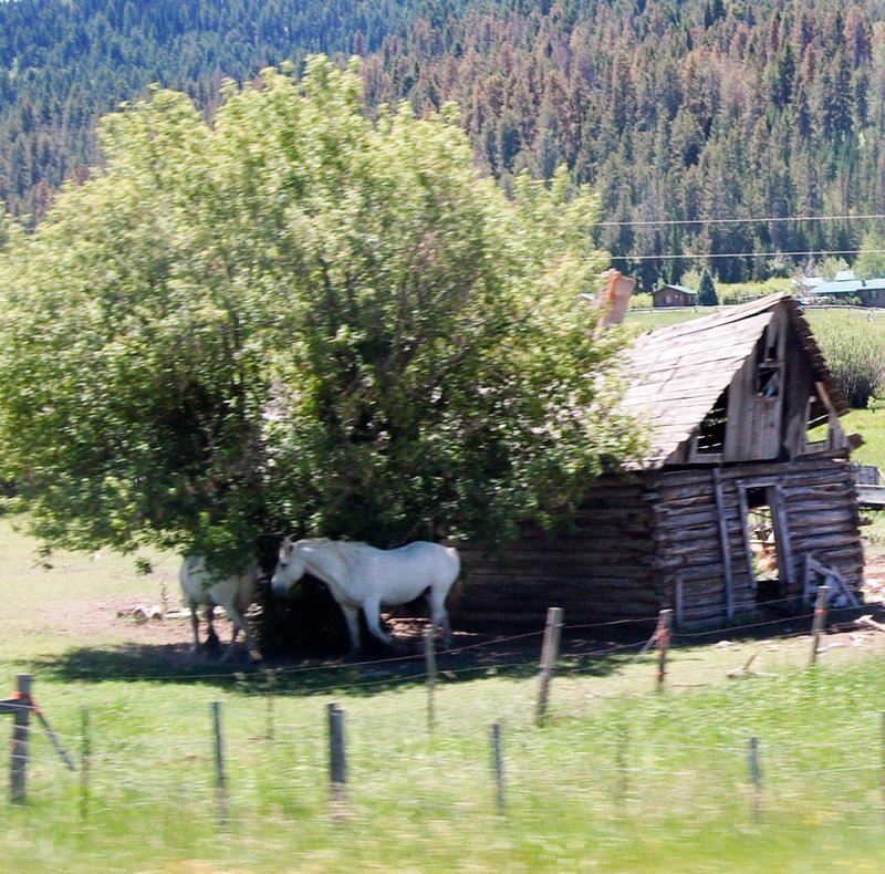 Wyoming White Horse
