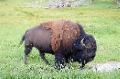 Big Buffalo at Yellowstone