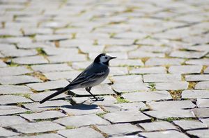 Little Bird in Vatican City