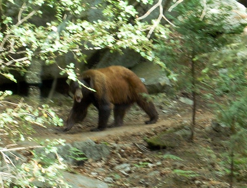 Brown bear while hiking in Yosemite NP
