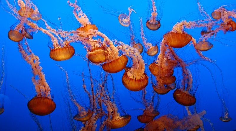 Jellyfish at Monterey, California