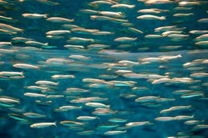 Multitudes of sardines