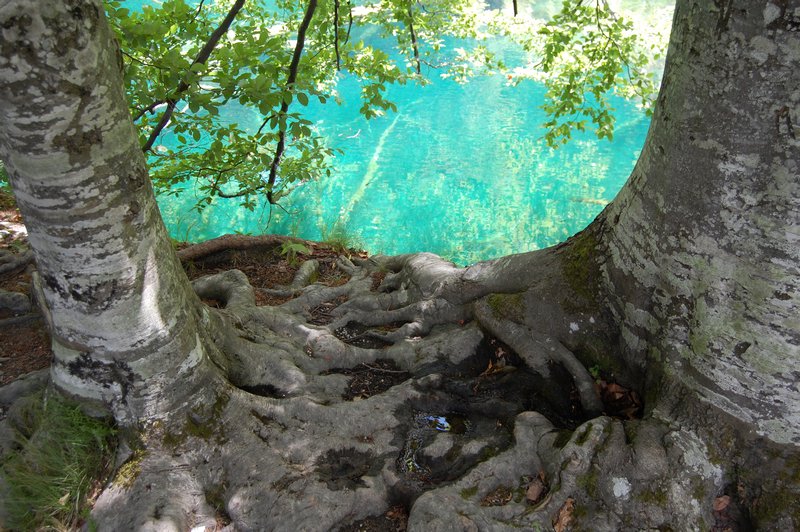 Tree Roots into the Plitvice Blue