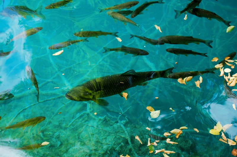 The Plitvice Lakes are full of Fish