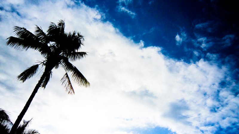 Palm Tree and Sky