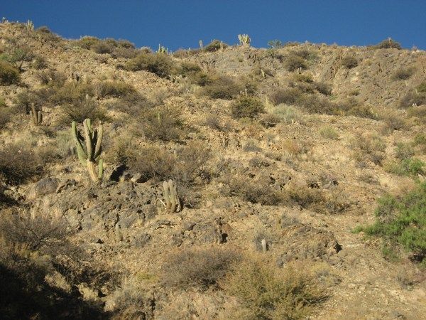 Bjerge med kaktus