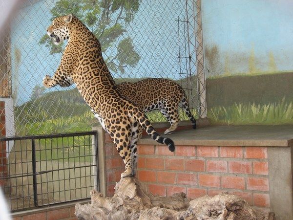 Jaguarer i Tarija Zoo