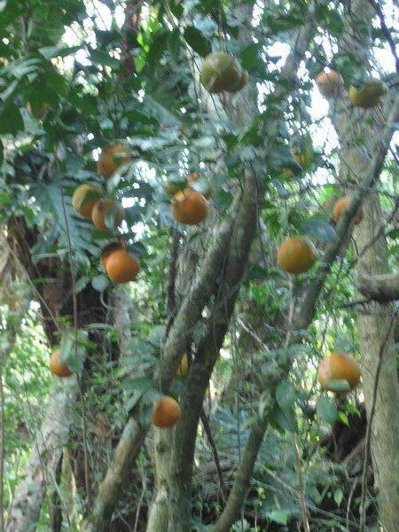 Vilde appelsiner