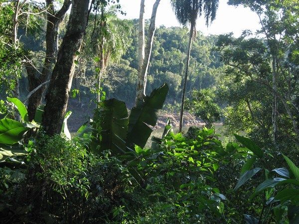 Jungle med Iguazu floden mellem bladene