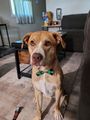 Copper with his Bow Tie