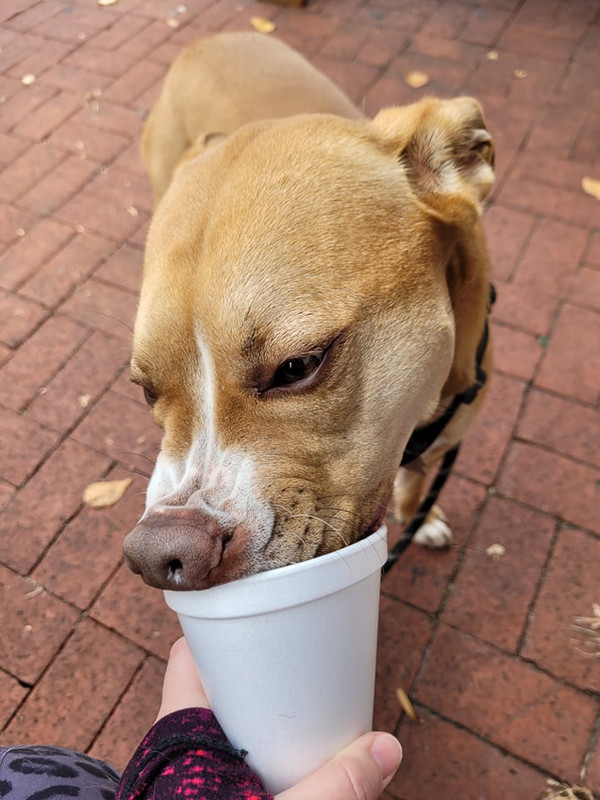 Pup cup