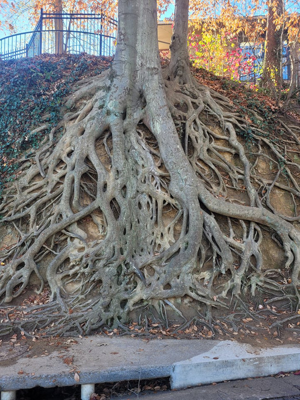 Famous Tree Roots