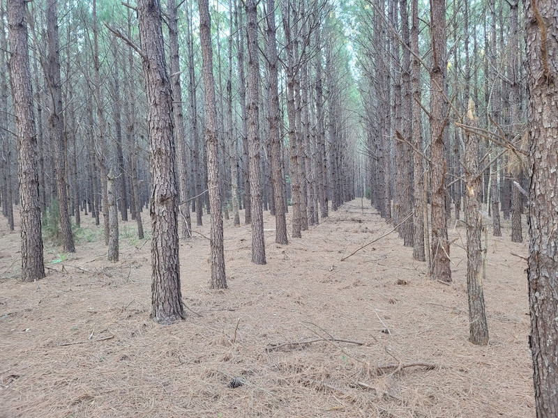 Pine trees in rows