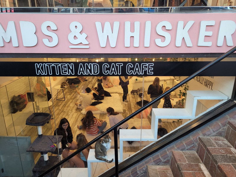 Kitten cafe- wow!