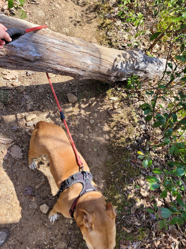 The worst part of hiking with a dog...