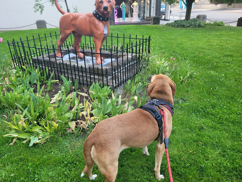 Copper confused by a dog statue