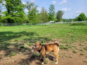 Copper enjoying the Indiana PA dog park