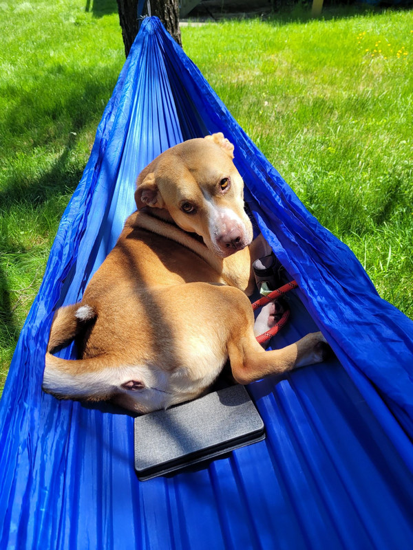 Copper likes relaxing in the hammock