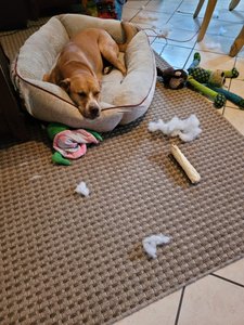 Busy morning destroying new toys
