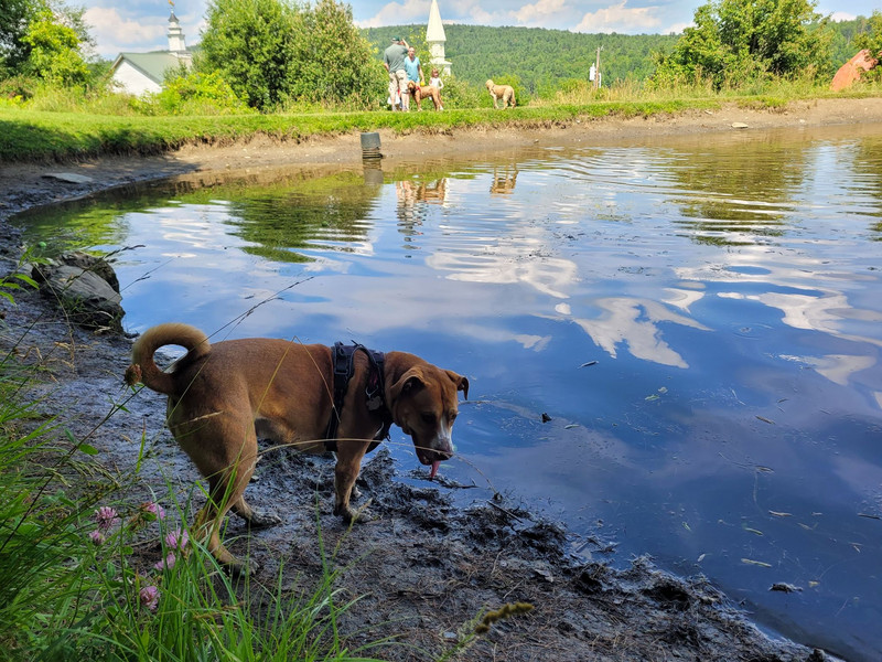 Dog lagoon- no copper doesn't swim