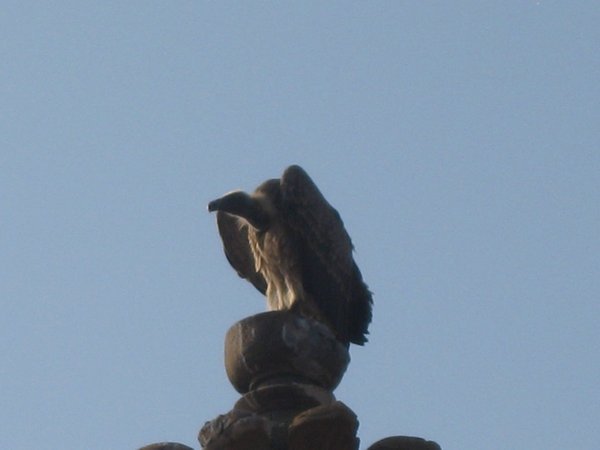 O78 vulture