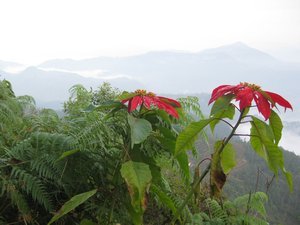 Poinsettia Paradise -Tropical Nepal