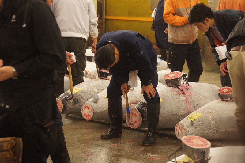 Tuna Inspections