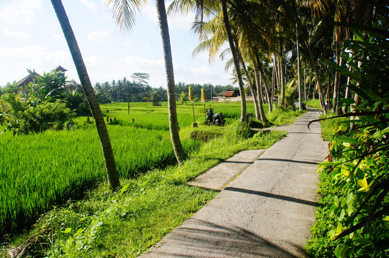 Fields, Coconut Trees & Path
