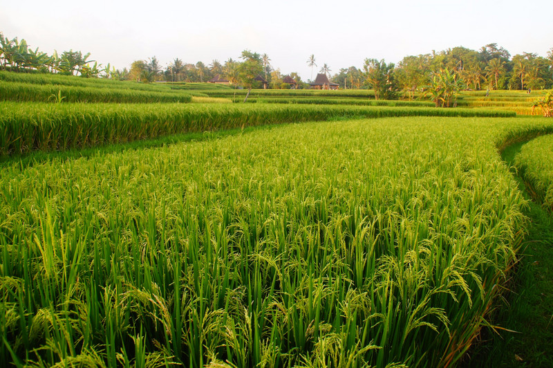 In The Rice Fields