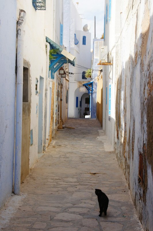 A Cat Wanders Down The Lane..