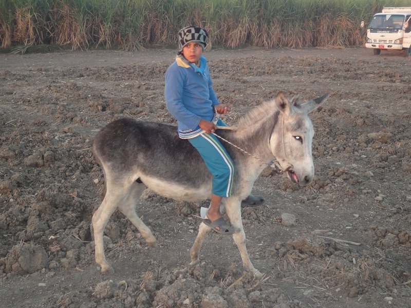 A Boy & His Donkey