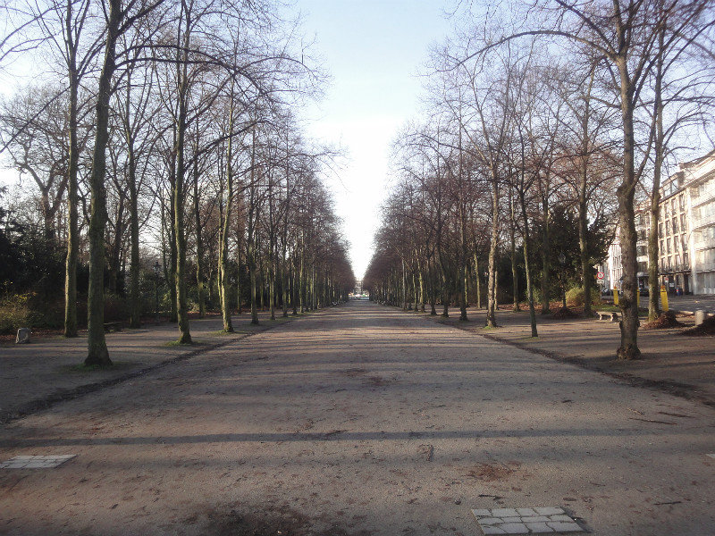 Tree Lined Walkway In The Hofgarten