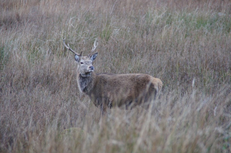 Male Deer