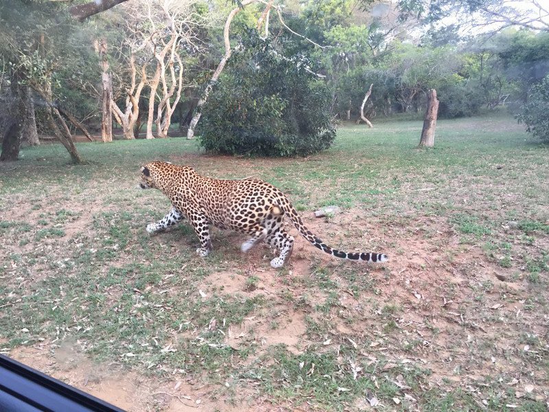 A Fucking Leopard!
