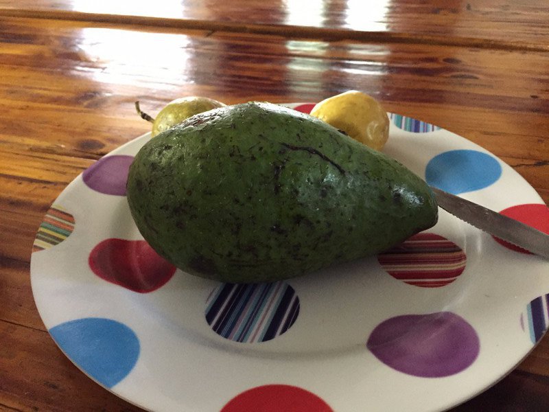 South African Avo