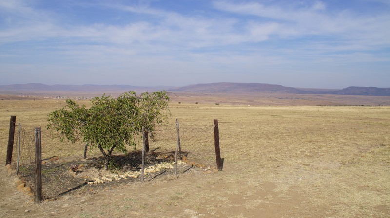 Memorial Tree At Isandlwana