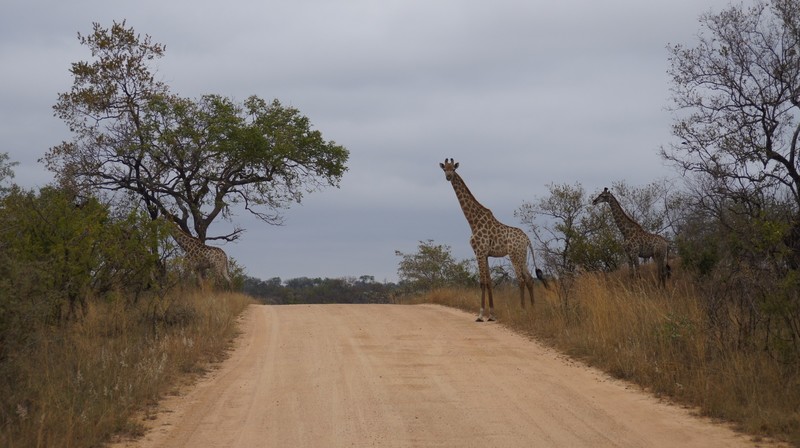 Giraffe Journey