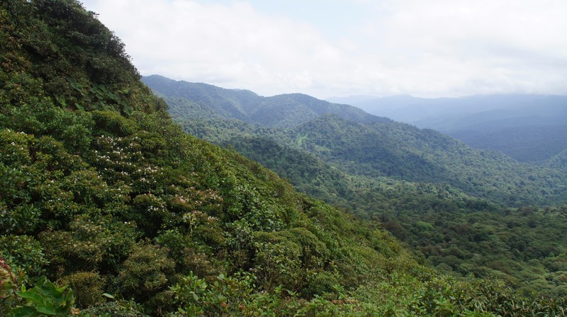 View Over The Monteverde Cloud Forest