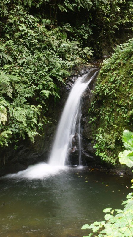 Waterfall In The Monteverde Cloud Forest