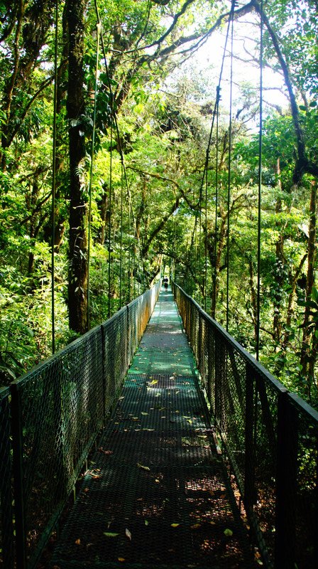 Hanging Bridges In Monteverde, Costa Rica