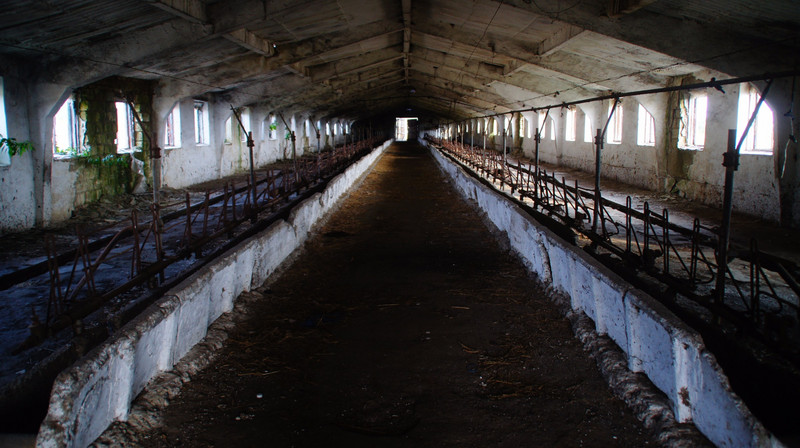 Old Milking Shed