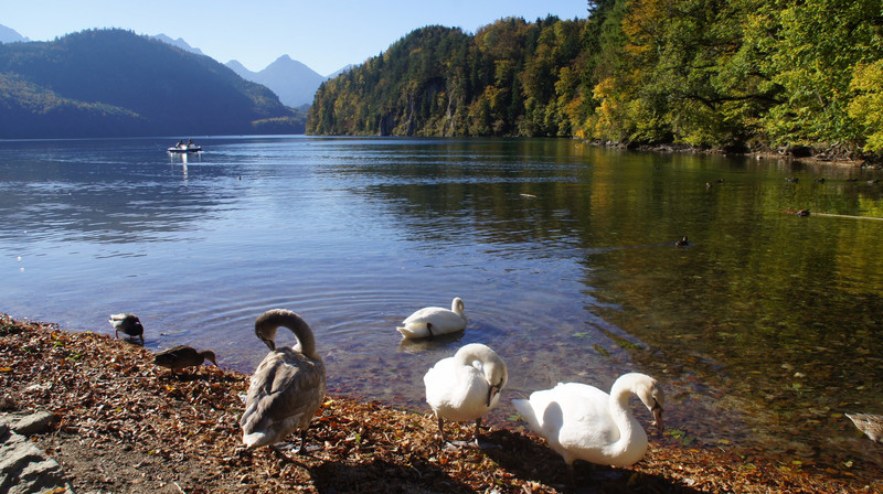 Swans By The Alpsee
